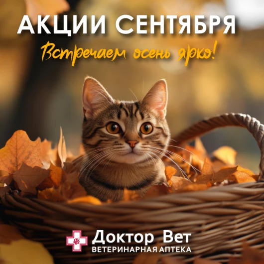 Встречаем осень ярко с «Доктор Вет»