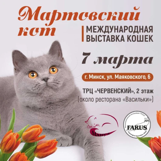 «Мартовский кот»: международная выставка кошек в ТРЦ «ЧЕРВЕНСКИЙ»