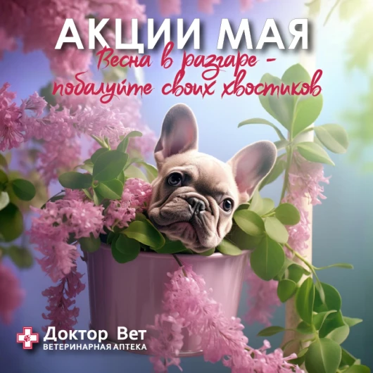 Весна в разгаре в «Доктор Вет»!